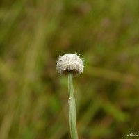 Eriocaulon quinquangulare L.